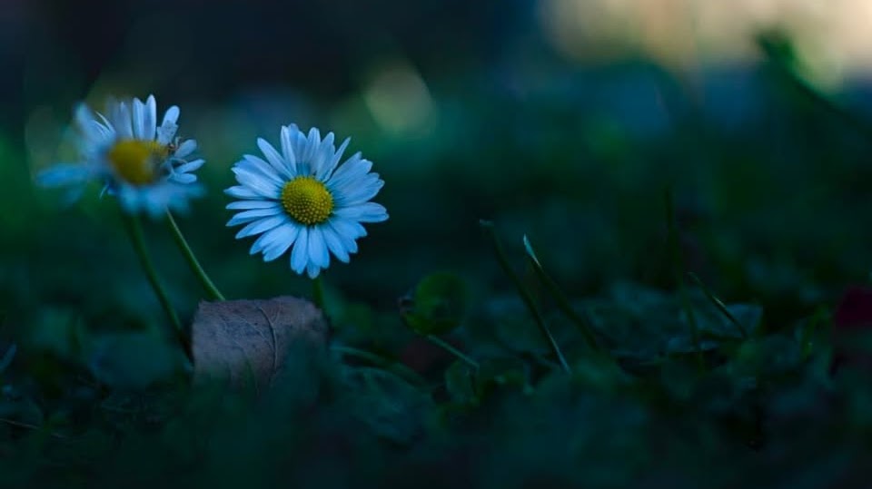 Fleurs