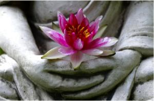 Bouddha Lotus