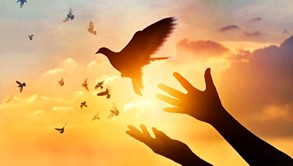 Envols d'oiseaux