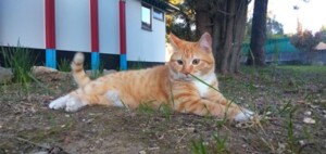 Chat roux