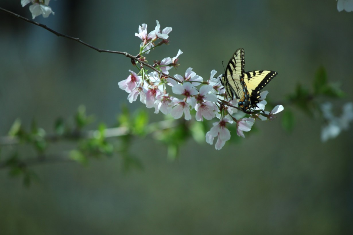 Butterfly flower